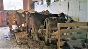 B64_Mathias Schuler_CHRIGAE_120.0849.6704.3_Carlos 